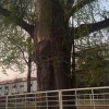 建筑猎头顾问余伟锋个人信息_三幸网
