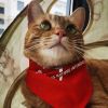 建筑猎头顾问秦丽丽个人信息_三幸网