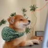 建筑猎头顾问马先安个人信息_三幸网