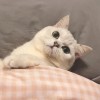 建筑猎头顾问邱志燕个人信息_三幸网