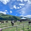 网友昵称：zblog站群插件