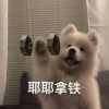 大头鱼
