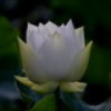 重庆网友61448