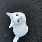 QQ头像