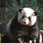QQ头像