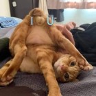 QQ头像
