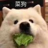 jiangyoucheng的头像-无忧免费游戏网
