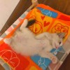 重庆网友92117