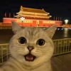 评论头像