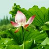 黑龙江网友17502