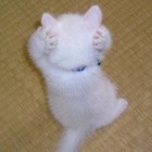 QQ头像