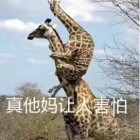 QQ头像