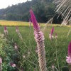四川网友50008
