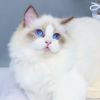 内蒙古网友27281