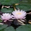 吉林网友29062