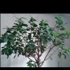 云南网友70979
