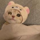 QQ头像