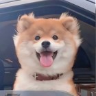 QQ头像