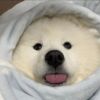 评论头像
