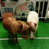 澳门网友27146