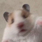 QQ头像