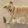 湖北网友65072
