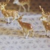 广西网友78763