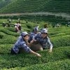 云南网友45448