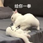 QQ头像