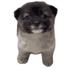 QQ头像