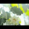 香港网友96548