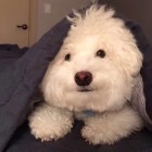 QQ头像