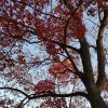 四川网友82984