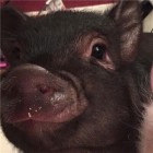 QQ头像
