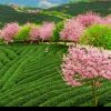 河北网友23443