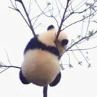QQ头像