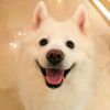 新疆网友72918