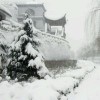 湖北网友49649