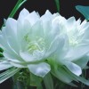 内蒙古网友12674