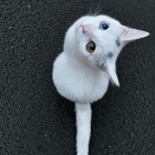 QQ头像