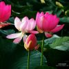 澳门网友56904