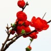 湖北网友24143