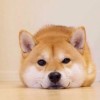 jg山快