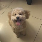 QQ头像
