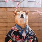 QQ头像