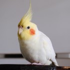 QQ头像
