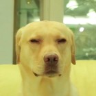 QQ头像