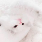 QQ头像