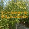 黑龙江网友91311