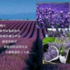 江西网友68961